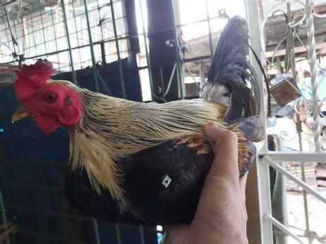 Manok ni Ose .